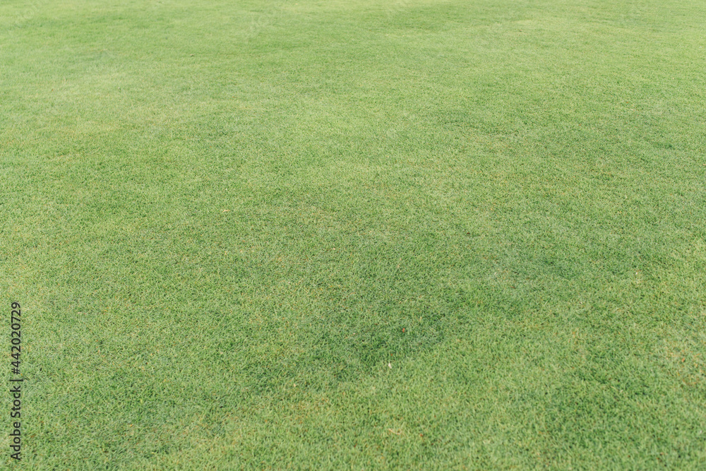 Field of fresh green grass texture. Background Field of fresh green grass texture. Background