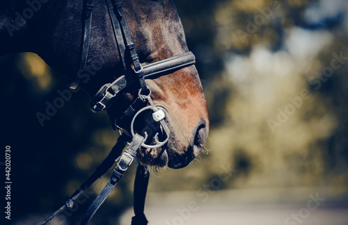 Nose of a sports horse in the bridle in the arena.. Horse muzzle close up. © Azaliya (Elya Vatel)