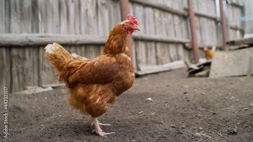 Raising birds for food. A chicken in the farm yard walks around the yard. A brown hen walks around the farm.
