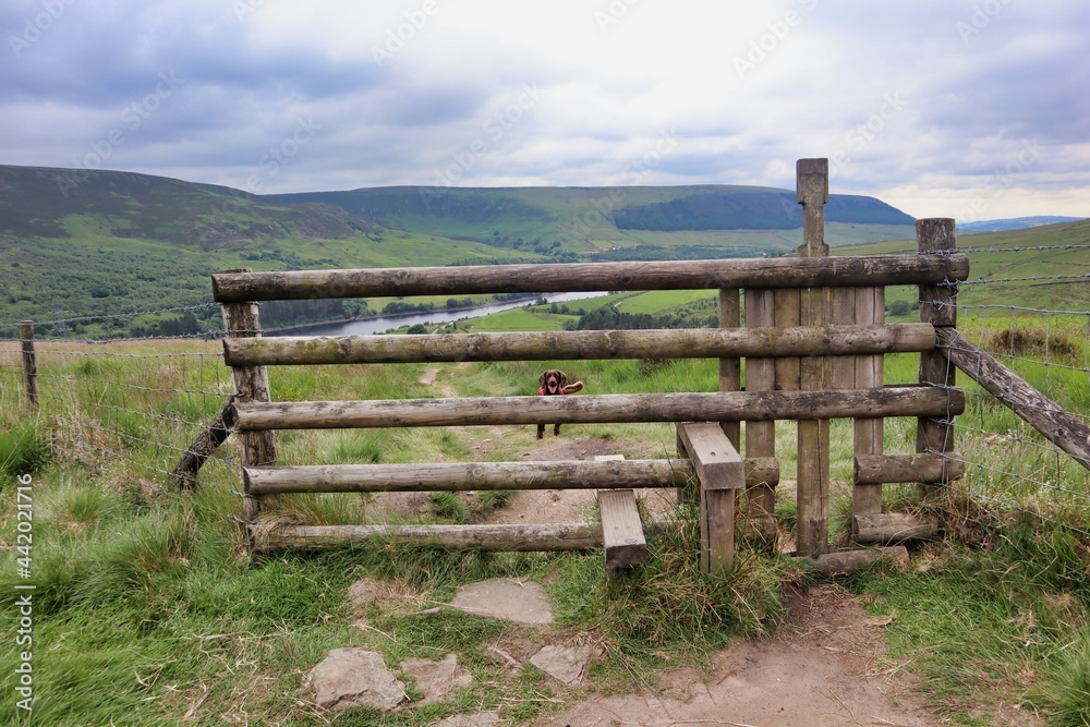 five bar wooden fence with stile and dog on other side with countryside view