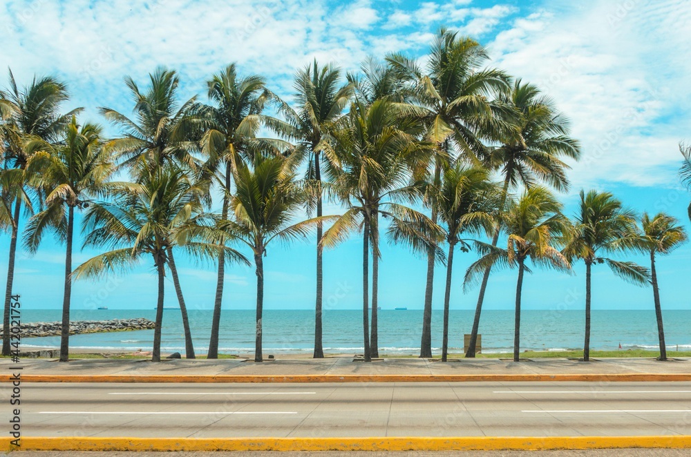 Palmeras, Boulevard Adolfo Ruiz Cortínez. Boca del Río, Veracruz.