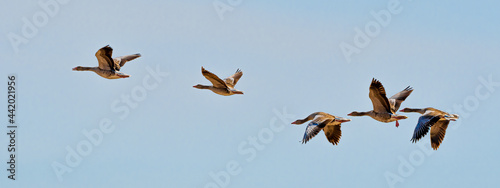 Adult Grey Geese (Anser anser) Fly Together And Follow Their Leader in A Row photo