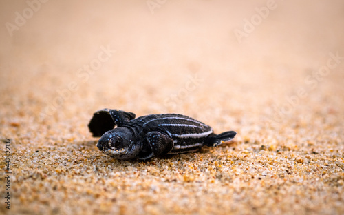 Leatherback turtle pushing through the sand to get to the ocean. 