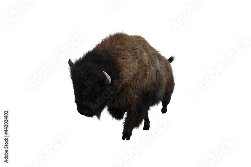 American bison, different poses isolated on a white background. 3D figure clip art as a template for collage. 3D rendering, 3D illustration.