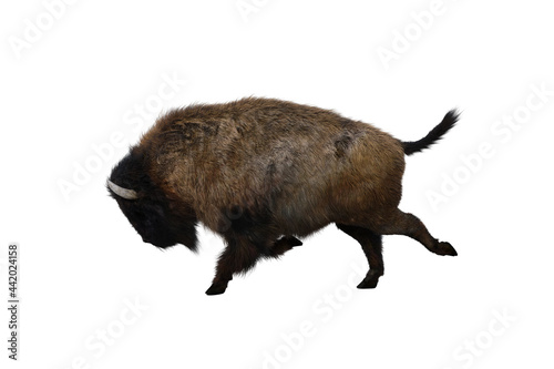 American bison, different poses isolated on a white background. 3D figure clip art as a template for collage. 3D rendering, 3D illustration.