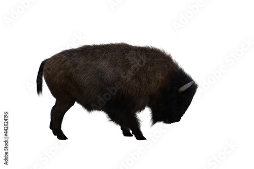 American bison, different poses isolated on a white background. 3D figure clip art as a template for collage. 3D rendering, 3D illustration.