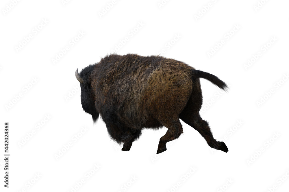 American bison, different poses isolated on a white background. 3D figure clip art as a template for collage. 3D rendering, 3D illustration. American bison, different poses isolated on a white background. 3D figure clip art as a template for collage. 3D rendering, 3D illustration.