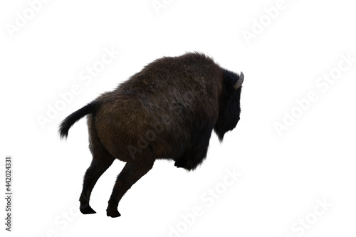 American bison, different poses isolated on a white background. 3D figure clip art as a template for collage. 3D rendering, 3D illustration.