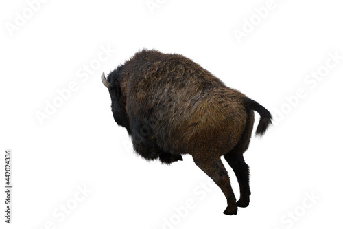 American bison, different poses isolated on a white background. 3D figure clip art as a template for collage. 3D rendering, 3D illustration.