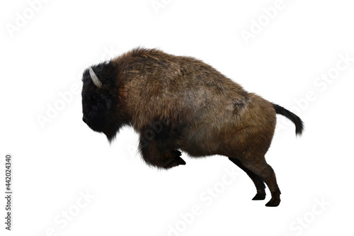 American bison, different poses isolated on a white background. 3D figure clip art as a template for collage. 3D rendering, 3D illustration.