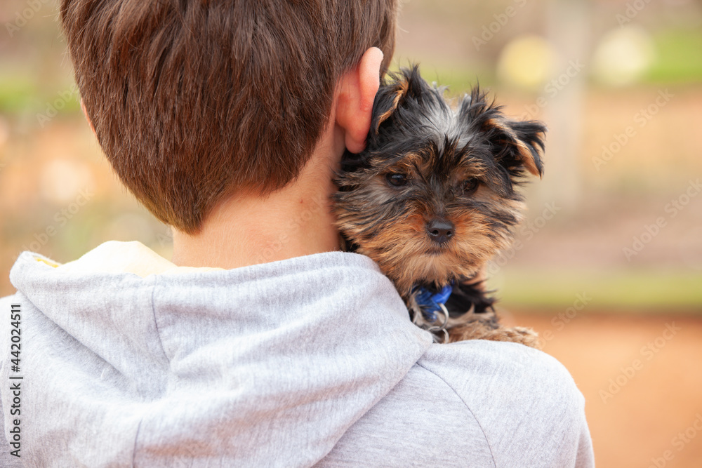 Yorkshire Terrier puppy in the arms of the boy Yorkshire Terrier puppy in the arms of the boy