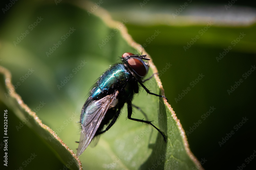 Fototapeta premium fly on leaf