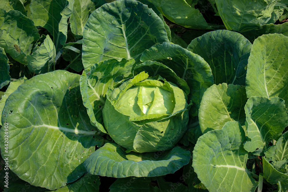 Growing cabbage. A large head of cabbage in a field. Cabbage background. Growing cabbage. A large head of cabbage in a field. Cabbage background.