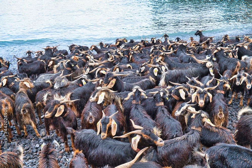 Fototapeta premium Bathing the goats in the Atlantic Ocean - Puerto de la Cruz, Tenerife 2021/06/24 This ancient ceremony that takes place in Puerto de la Cruz on the night of San Juan
