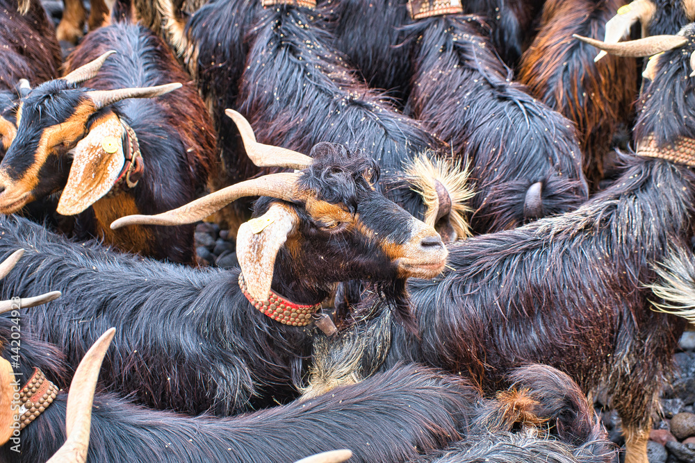Fototapeta premium Bathing the goats in the Atlantic Ocean - Puerto de la Cruz, Tenerife 2021/06/24 This ancient ceremony that takes place in Puerto de la Cruz on the night of San Juan