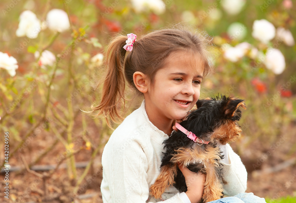 Yorkshire Terrier puppy in the hands of the girl Yorkshire Terrier puppy in the hands of the girl