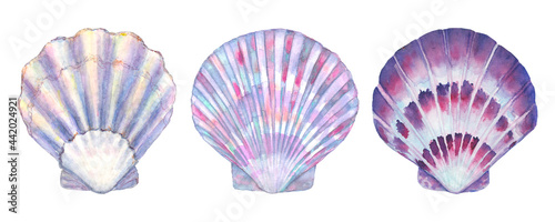 Seashell set watercolor illustration. Watercolor hand drawn sea shells isolated on white background photo