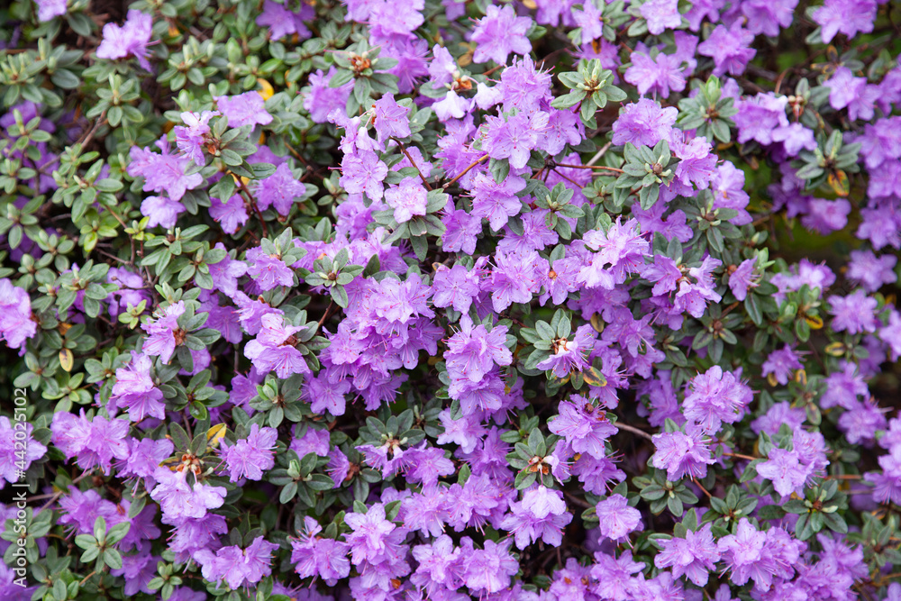 flowers in garden