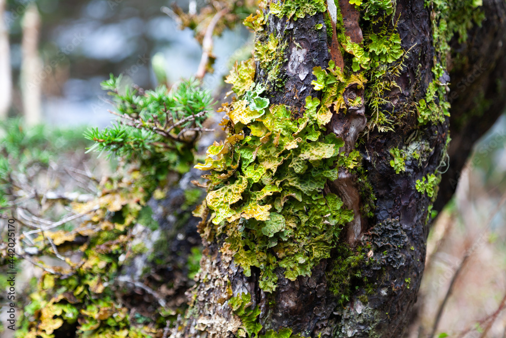 Moss and Lichen detail on forest tree trunk Moss and Lichen detail on forest tree trunk