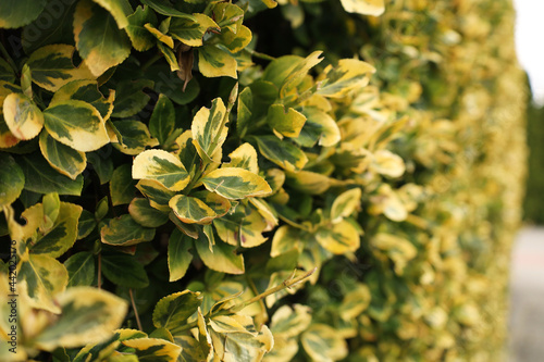 Evergreen shrub Euonymus fortunei Emerald and Gold with bright-golden, variegated leaves. Horizontal perspective receding into the distance. Close up, defocused nature background with place for text.