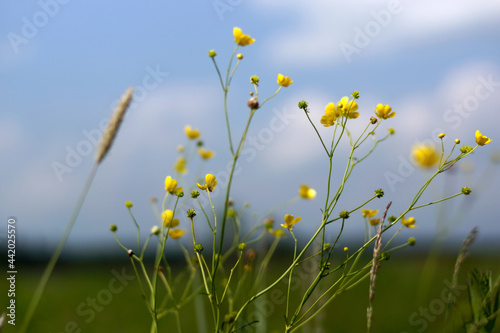 Obraz na płótnie Wild yellow flowers grow on a summer meadow w salonie