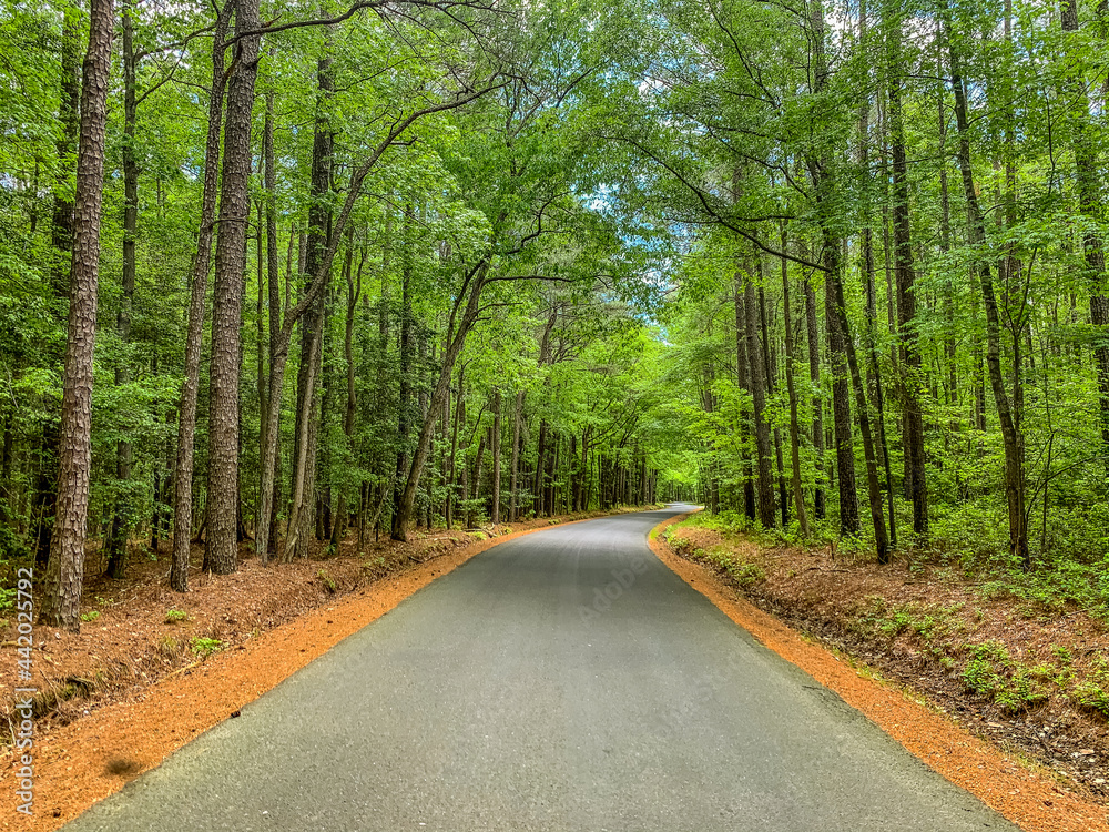 road in the forest road in the forest