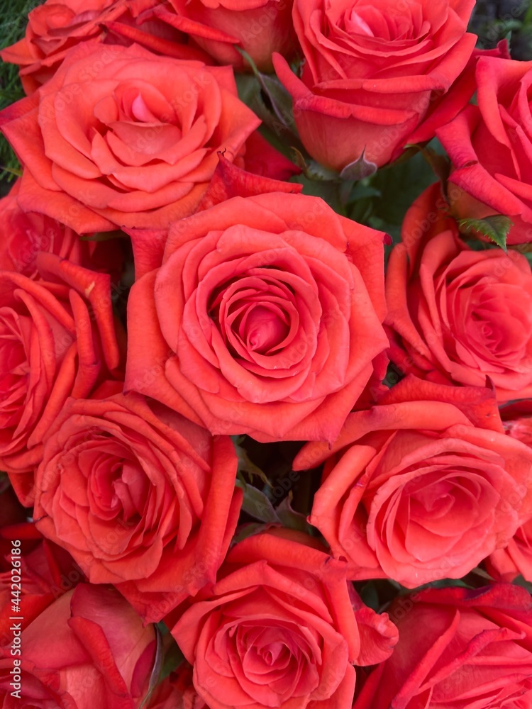 Background of bright scarlet garden roses with small buds. Beautiful pink bouquet. Background of bright scarlet garden roses with small buds. Beautiful pink bouquet.