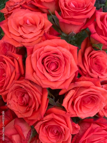 Background of bright scarlet garden roses with small buds. Beautiful pink bouquet.