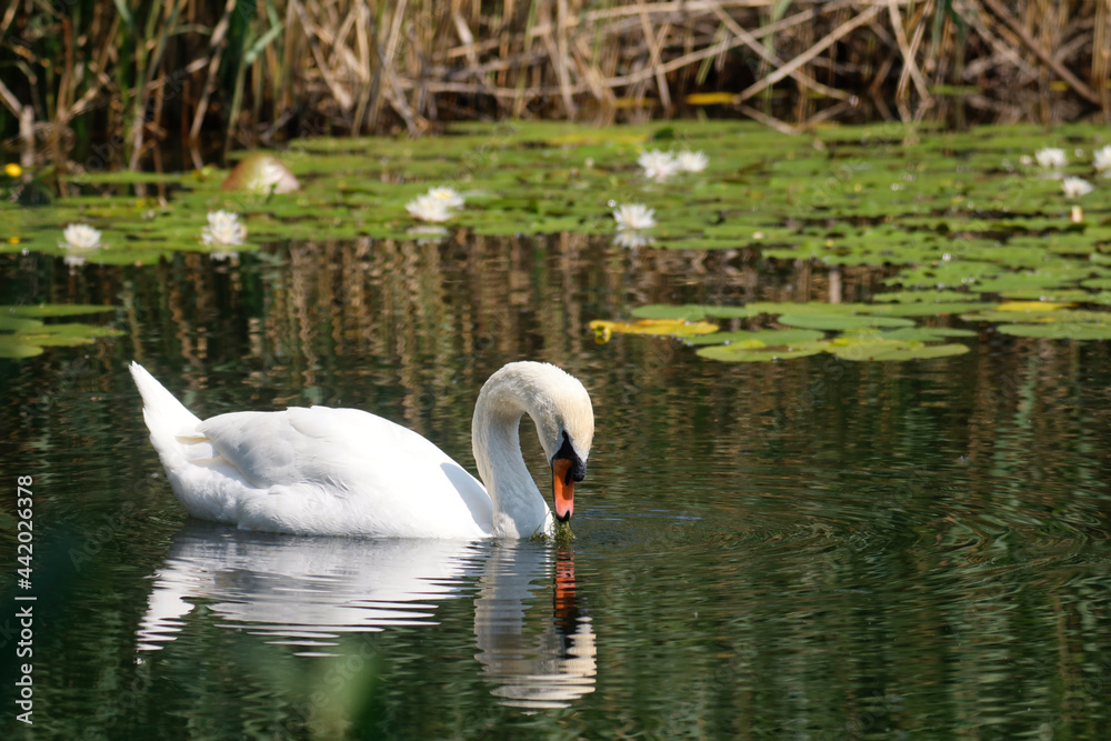 A Mute Swan (cygnus olor) in the Ziegeleipark, Heilbronn, Germany - Europe A Mute Swan (cygnus olor) in the Ziegeleipark, Heilbronn, Germany - Europe