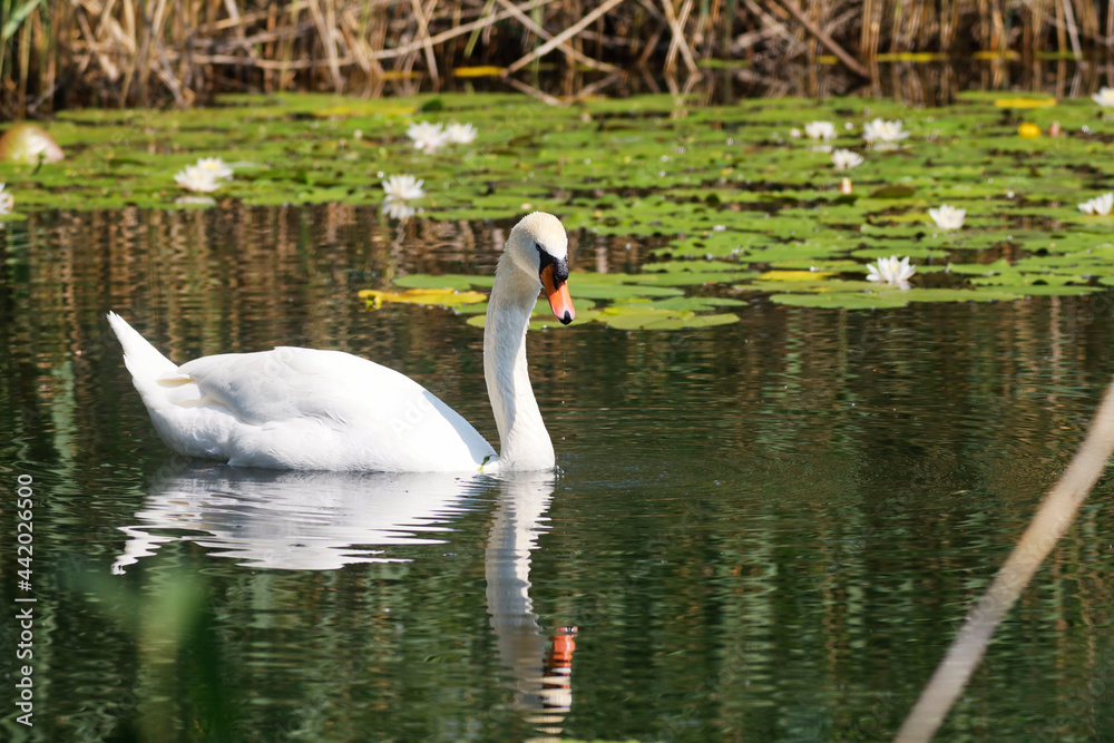 A Mute Swan (cygnus olor) in the Ziegeleipark, Heilbronn, Germany - Europe A Mute Swan (cygnus olor) in the Ziegeleipark, Heilbronn, Germany - Europe