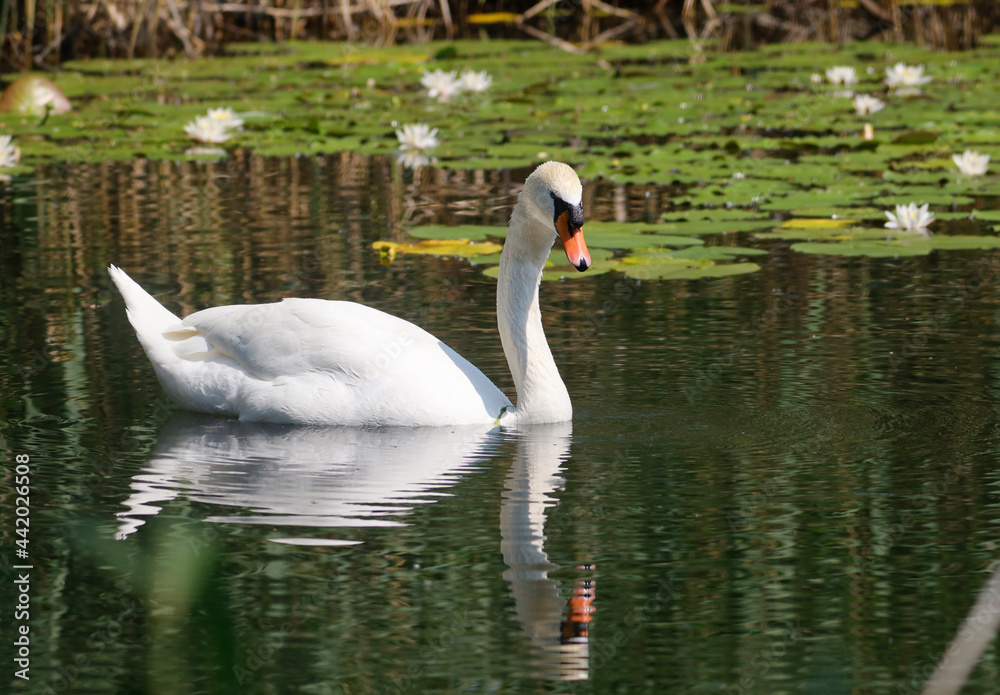 A Mute Swan (cygnus olor) in the Ziegeleipark, Heilbronn, Germany - Europe A Mute Swan (cygnus olor) in the Ziegeleipark, Heilbronn, Germany - Europe