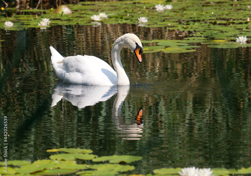 A Mute Swan (cygnus olor) in the Ziegeleipark, Heilbronn, Germany - Europe A Mute Swan (cygnus olor) in the Ziegeleipark, Heilbronn, Germany - Europe