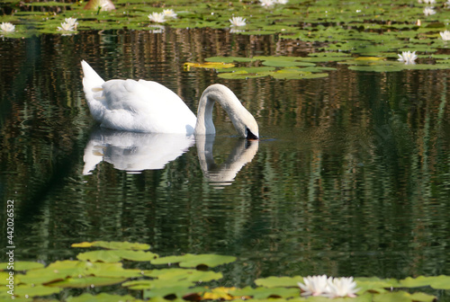 A Mute Swan (cygnus olor) in the Ziegeleipark, Heilbronn, Germany - Europe