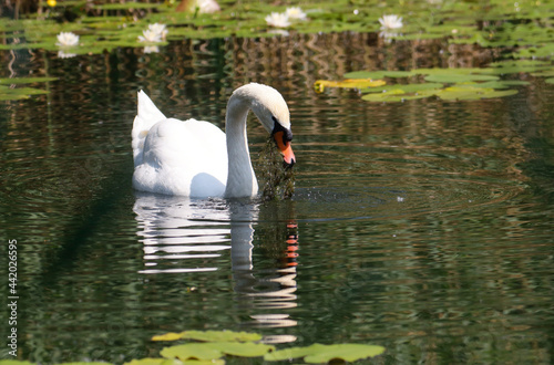 A Mute Swan (cygnus olor) in the Ziegeleipark, Heilbronn, Germany - Europe photo