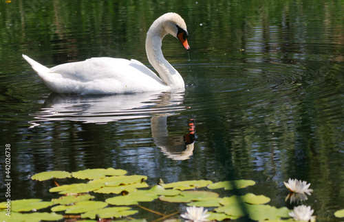 A Mute Swan (cygnus olor) in the Ziegeleipark, Heilbronn, Germany - Europe photo