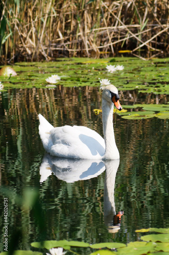 A Mute Swan  cygnus olor  in the Ziegeleipark  Heilbronn  Germany - Europe