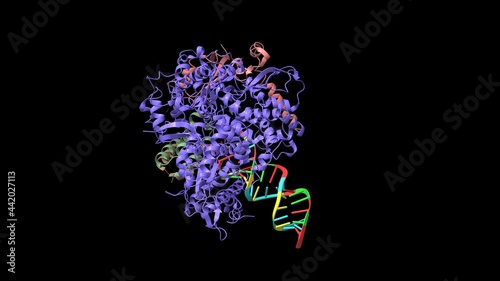 Structure of Favipiravir bound to replicating polymerase complex of SARS-CoV-2 in the pre-catalytic state, animated 3D cartoon and Gaussian surface models, based on PDB 7cxm, black background photo