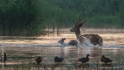 Sarna jeleń na łące w ruchu © Damian