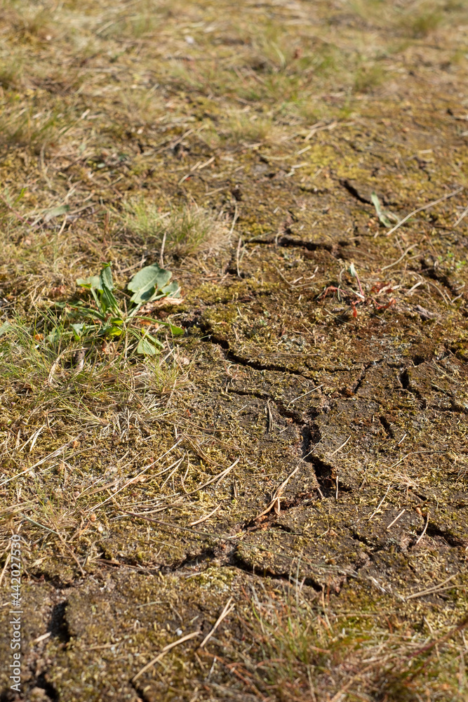 Cracks in the ground after long period of drought. Extreme dryness in Northern Europe. Global warming concept.