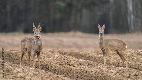 Fototapeta Naklejka Na Ścianę i Meble -  Sarna jeleń na łące w ruchu