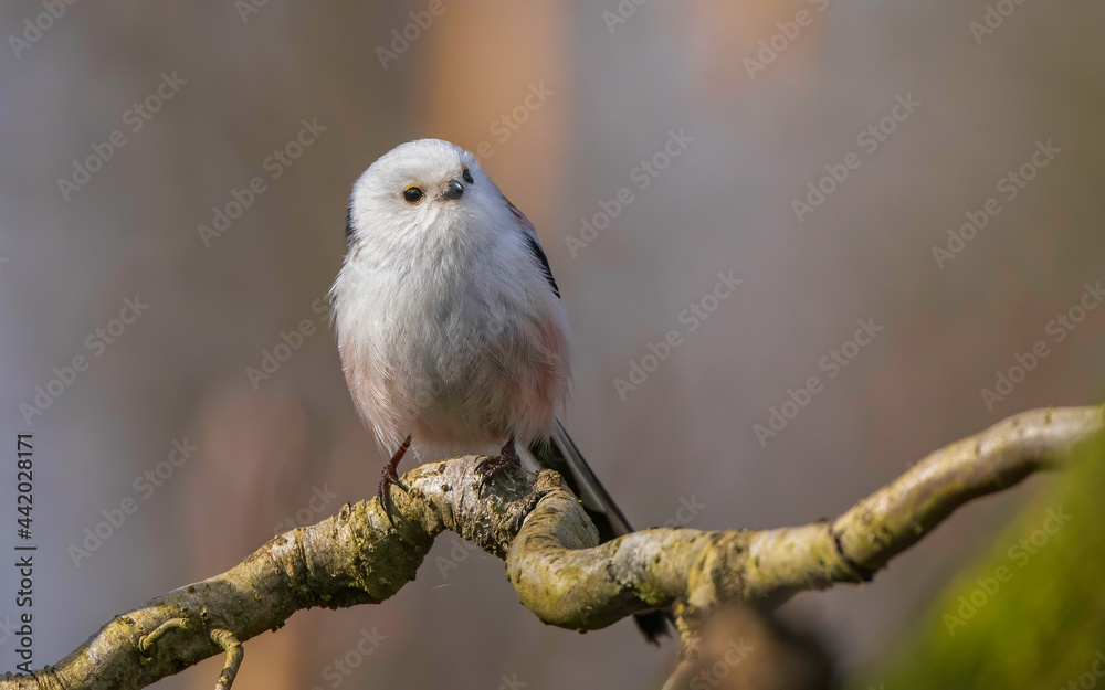 Obraz premium Mały ptak 