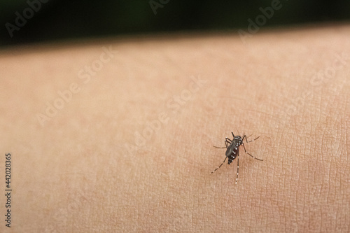 Tableau sur toile El mosquito se alimenta con sangre