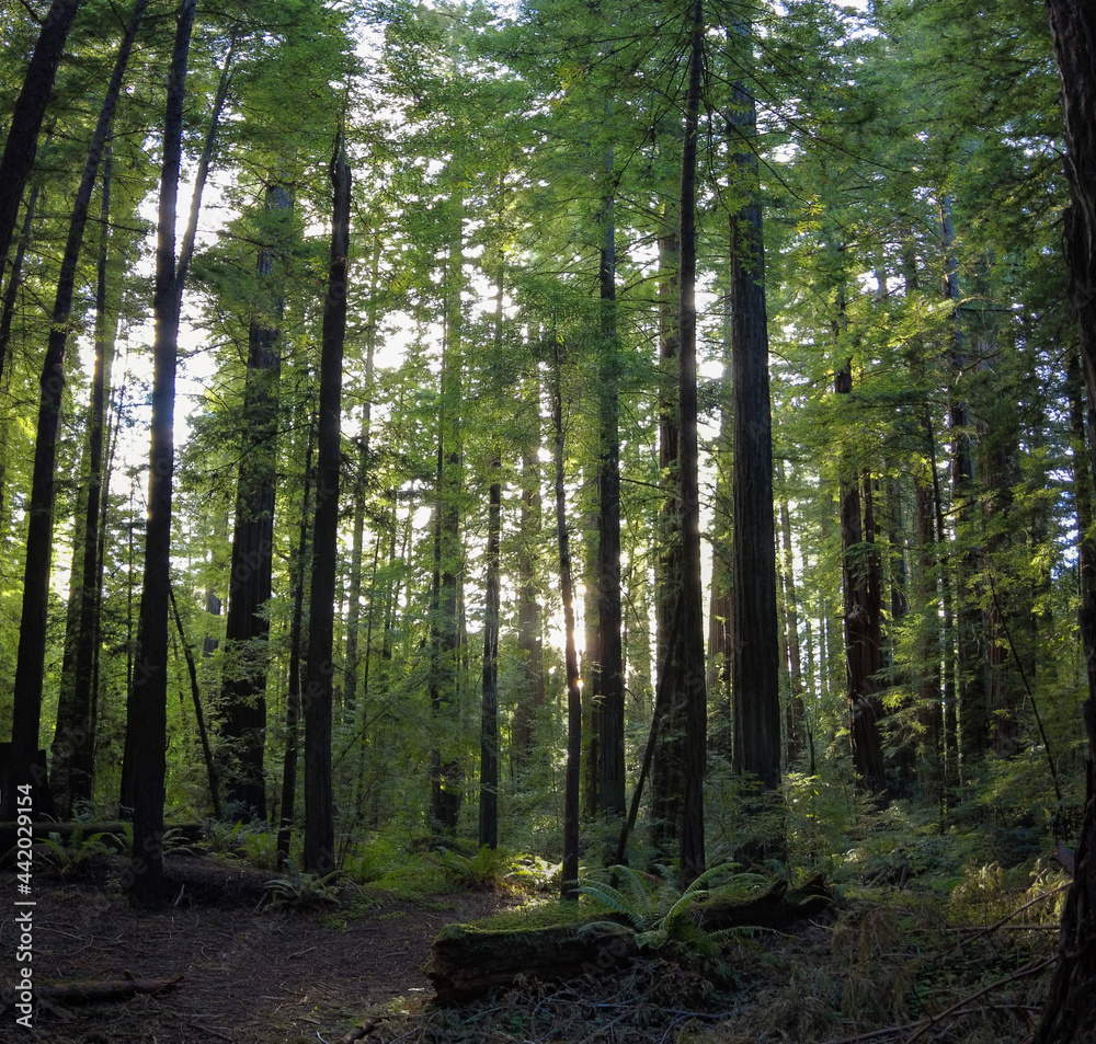 Obraz premium Bright sunlight shines through Coastal Redwood trees, Sequoia sempervirens, in the moist climate of Humboldt Redwoods State Park, Northern California.