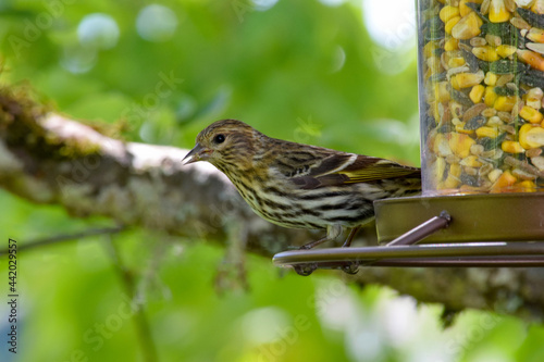 Pine Sisken Finch 01 photo