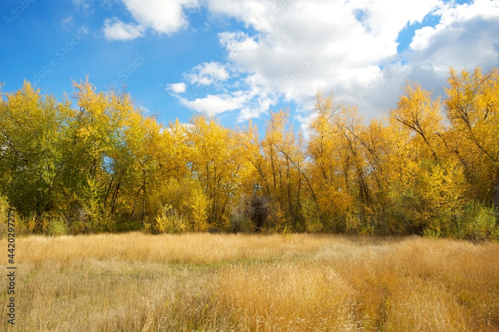 A birch forest with yellow leaves along a creek in the autumn, or fall.