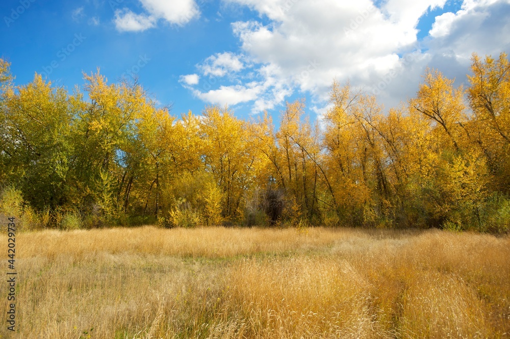 A birch forest with yellow leaves along a creek in the autumn, or fall. A birch forest with yellow leaves along a creek in the autumn, or fall.