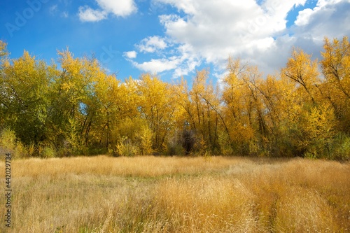 A birch forest with yellow leaves along a creek in the autumn, or fall.