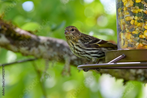 Pine Sisken Finch 04 photo