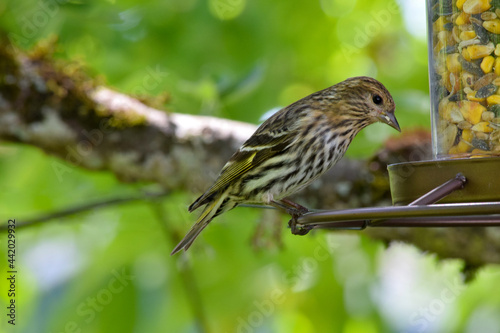 Pine Sisken Finch 09 photo