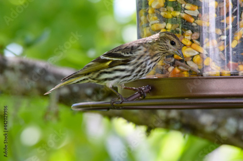 Pine Sisken Finch 11 photo